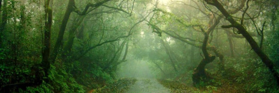 Mahabaleshwar Hill Road